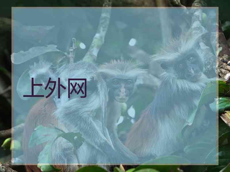 上外网