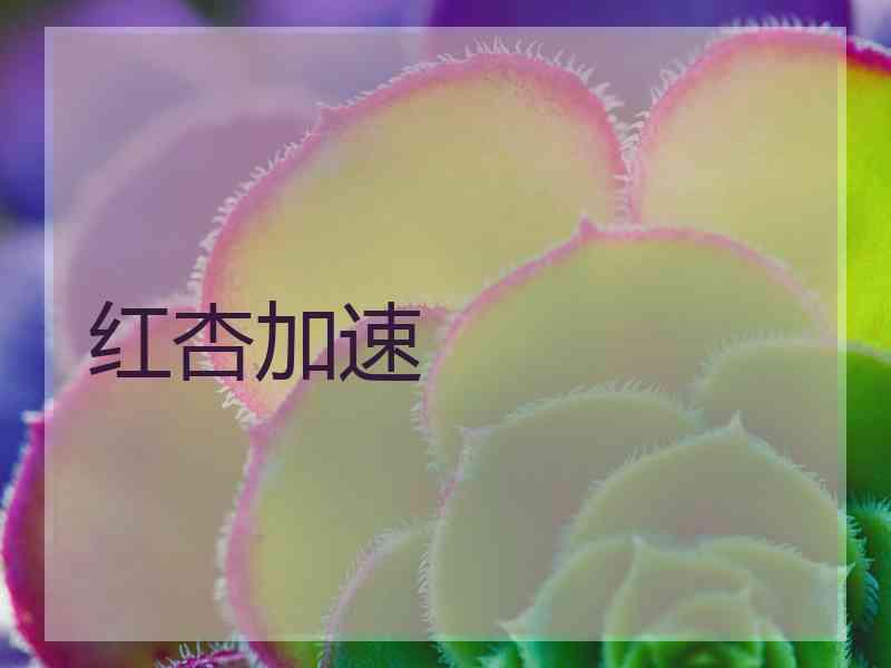 红杏加速