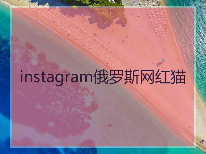 instagram俄罗斯网红猫