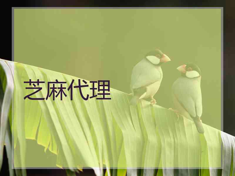 芝麻代理